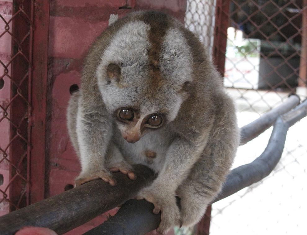 The Sunda slow loris is a type of primate.