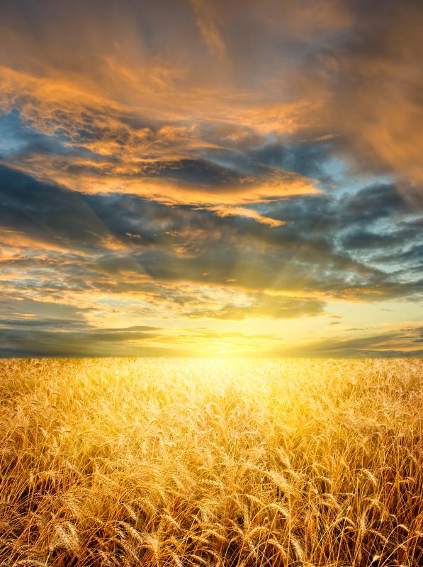 Sunset over a wheat field.