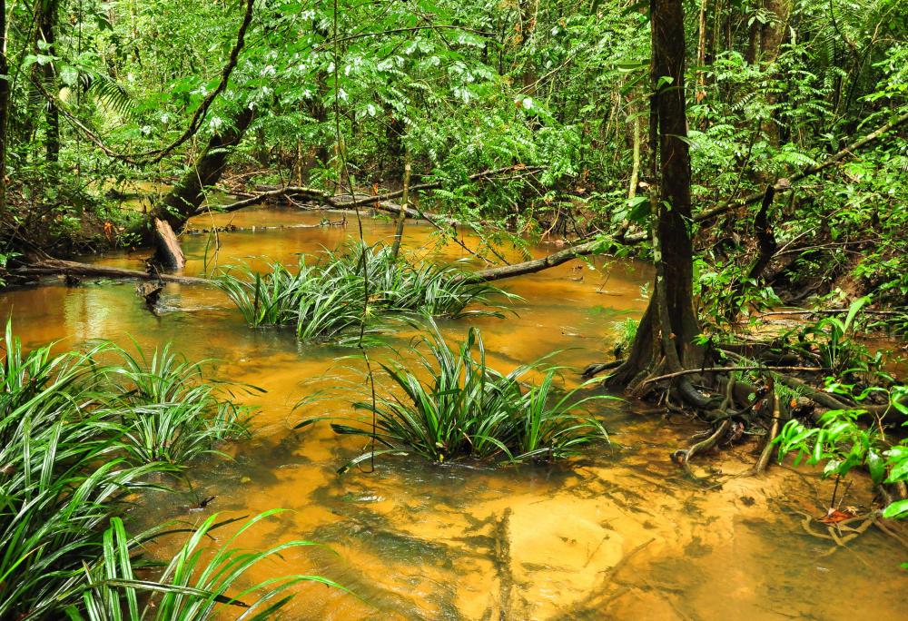 Swamps and other wetlands produce methane.
