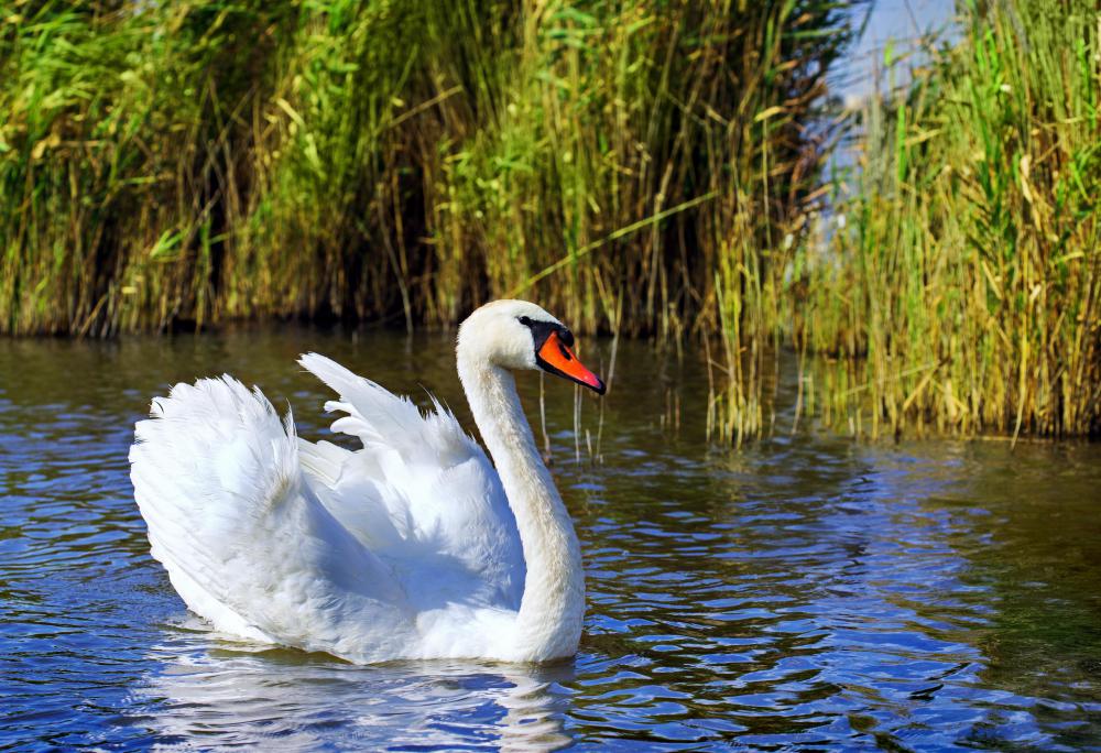 Zeus was said to sometimes take the form of a swan.