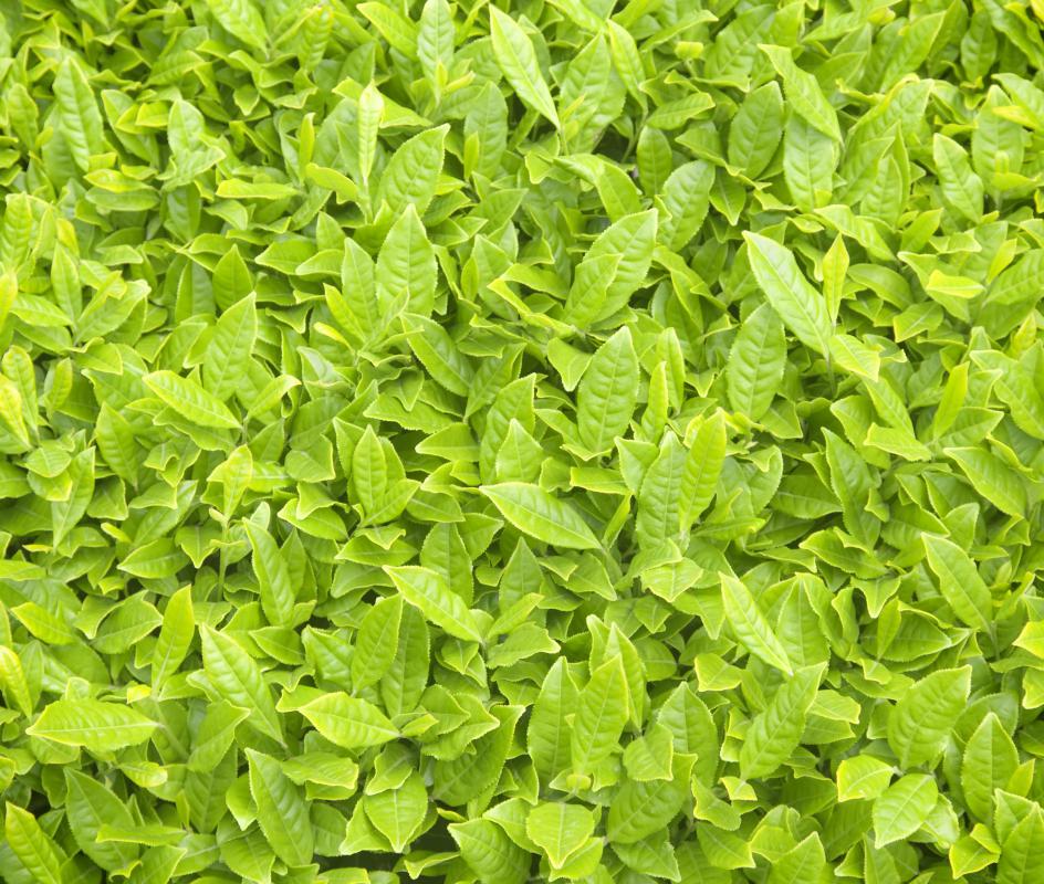 Tea plants, also known as camellia sinensis, are grown on a tea farm.