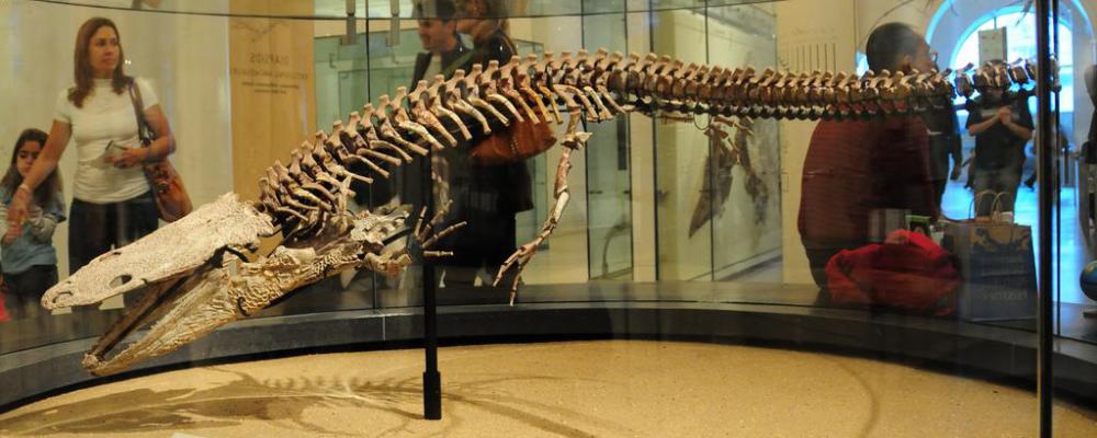The skeleton of a temnospondyls on display at a museum.
