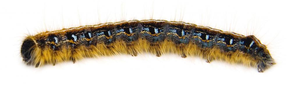 "Chenille" is French for caterpillar.