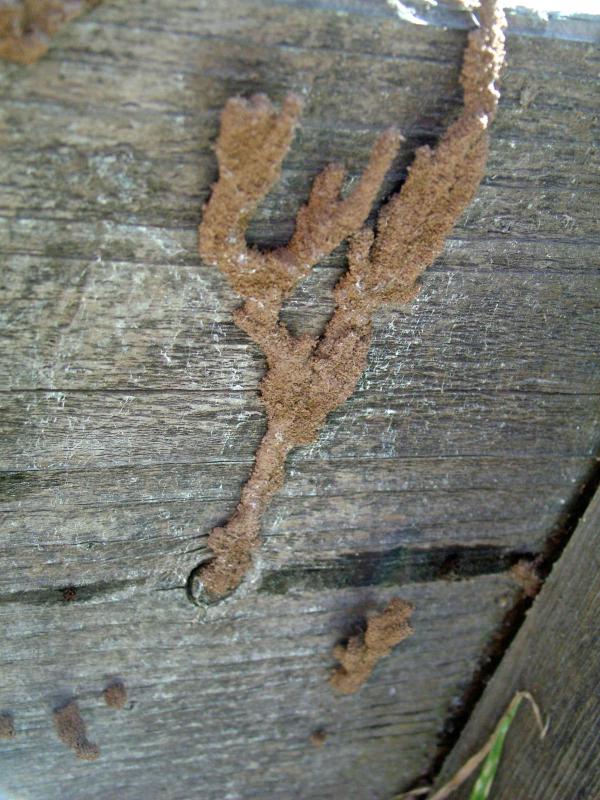 A good sign of a termite infestation is the presence of a mud tube.