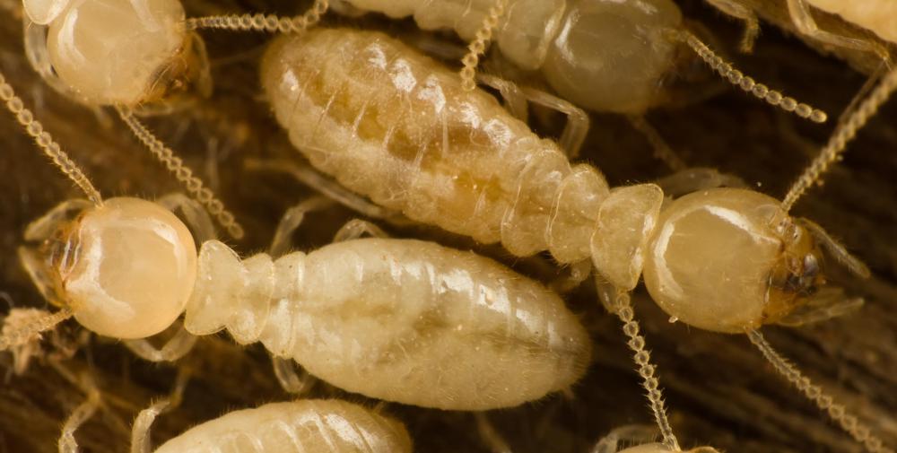 Termites tend to swarm, especially after a rainstorm.