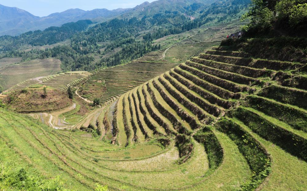 The Igorot are known for their rice terrace farming.