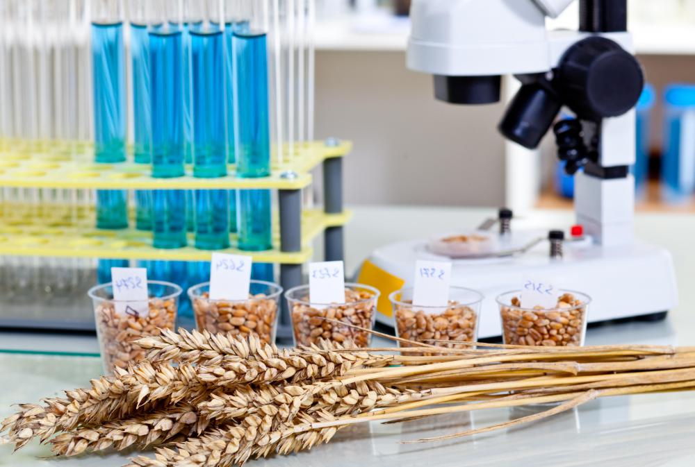Plant genetics can be used to improve crops.