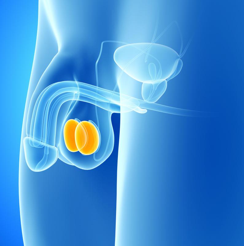 Naturally found in the body, testosterone in men is mainly produced in the testicles.