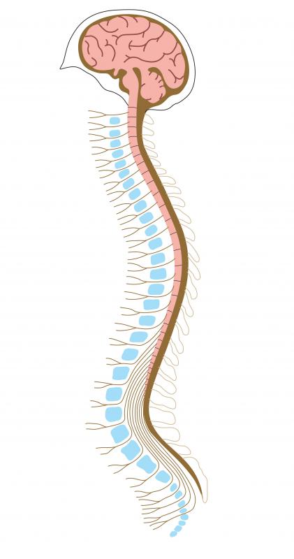 Damaged nerves inside the brain do not have the ability to repair themselves.