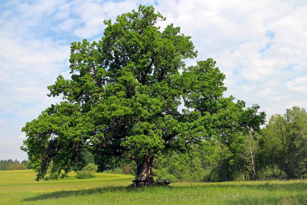 The oak tree is the official state tree of Iowa.
