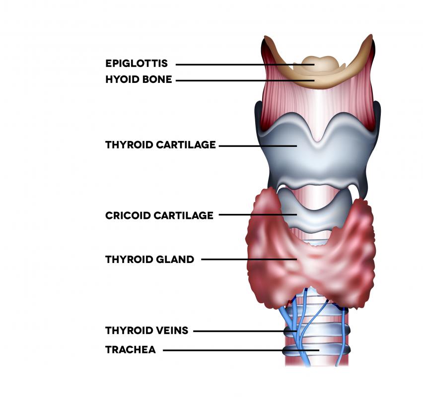 The thyroid gland is shaped like a butterfly.