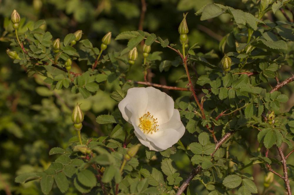 Another Iowa state symbol is the official flower: the wild rose.