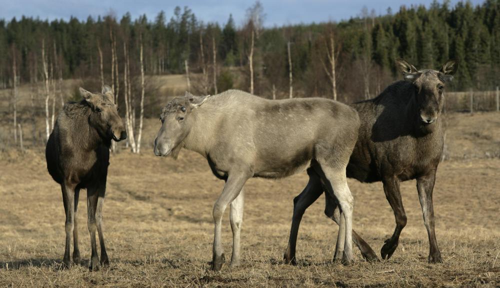 A horn comb is often made from the antlers of a moose, elk or deer.