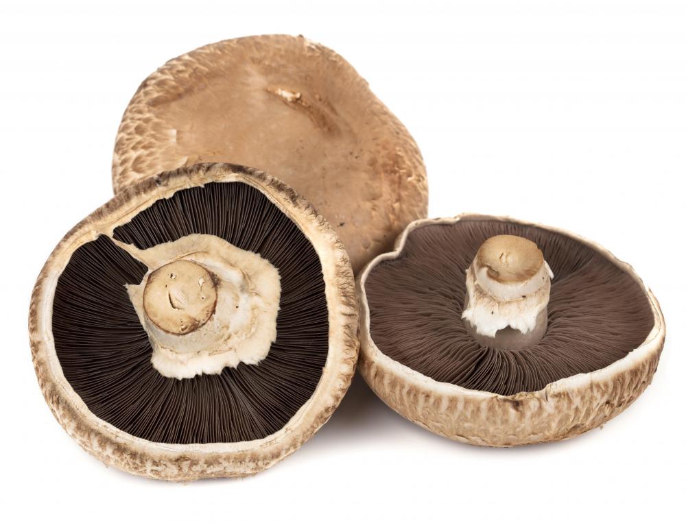 D2, which is a main component of vitamin D25, can be found in mushrooms.