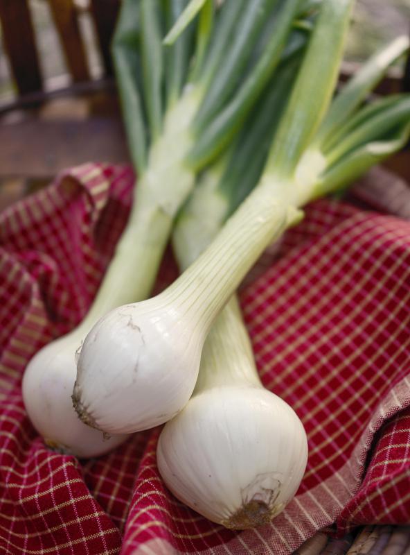 Some believe that when made with green onions, onion tea is more nutritious.