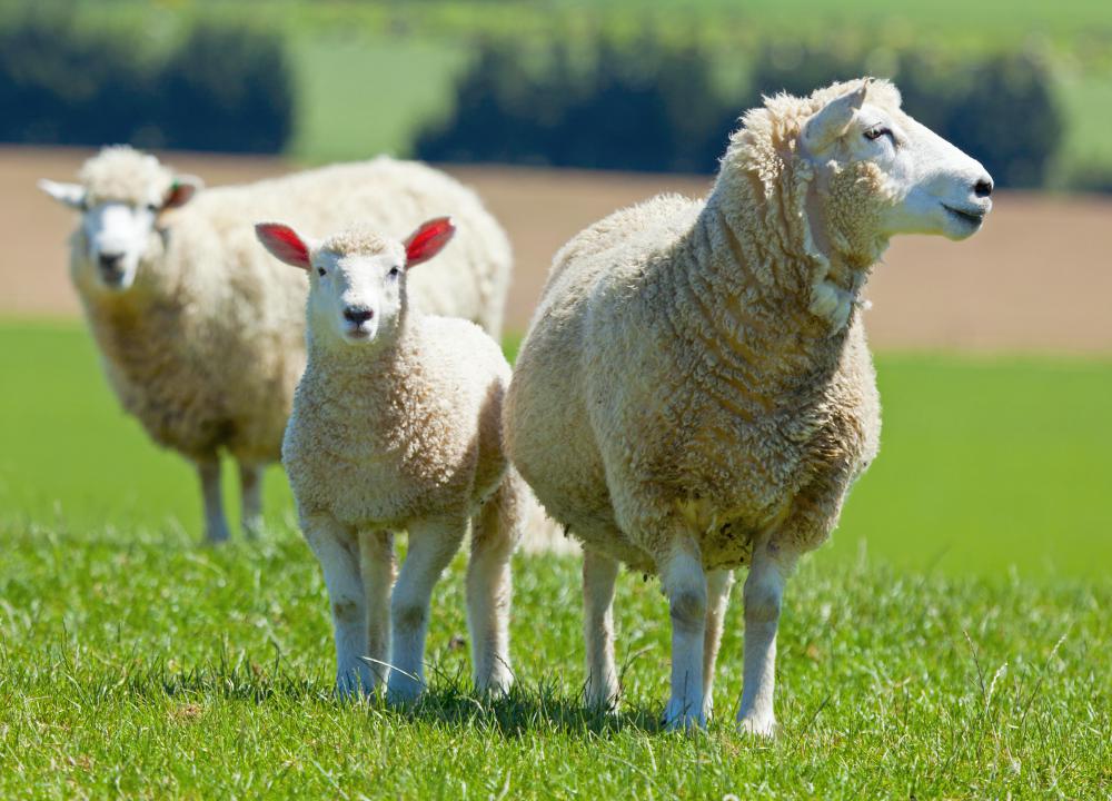 The Rocky Mountain bighorn sheep is the state animal of Colorado.