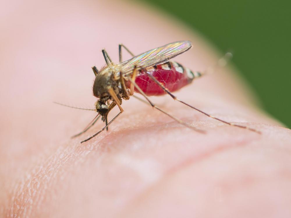 Doxycycline may be used to prevent malaria.