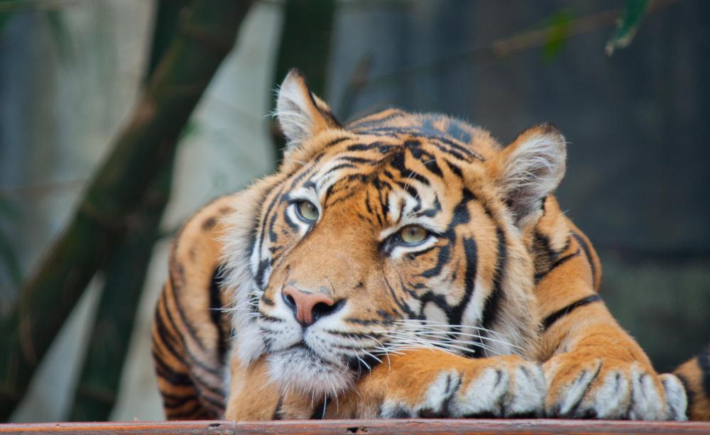 The word "tiger" has roots in the Persian language.