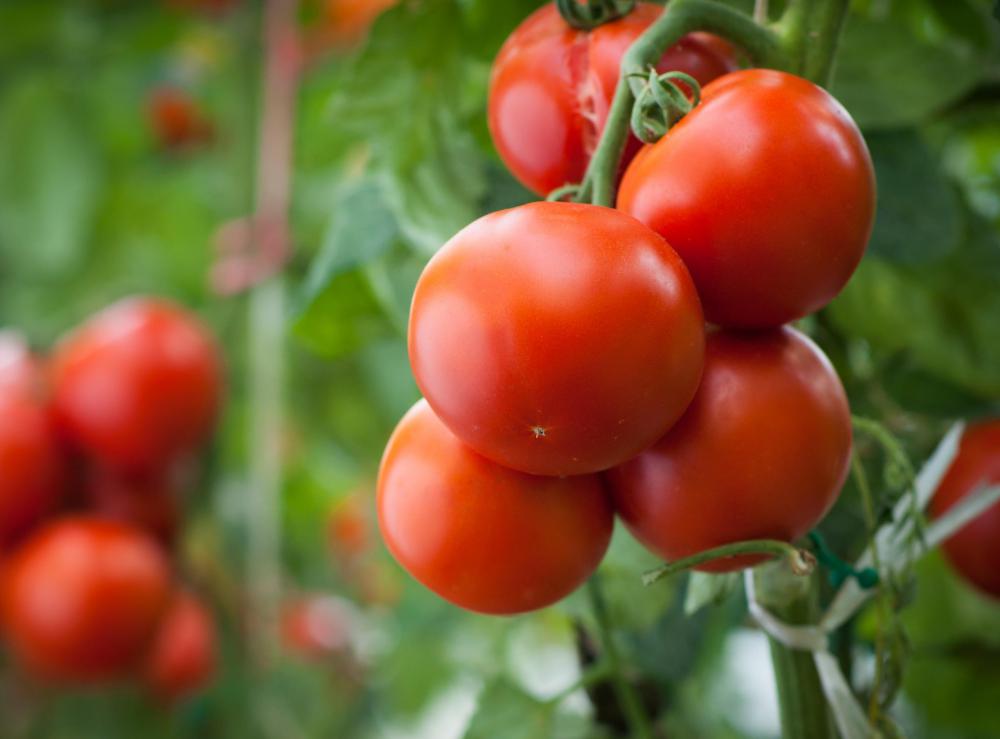 Red tomatoes have become more prevalent through many years of breeding.