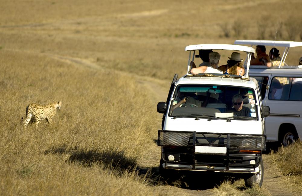Safaris are a type of adventure tour.