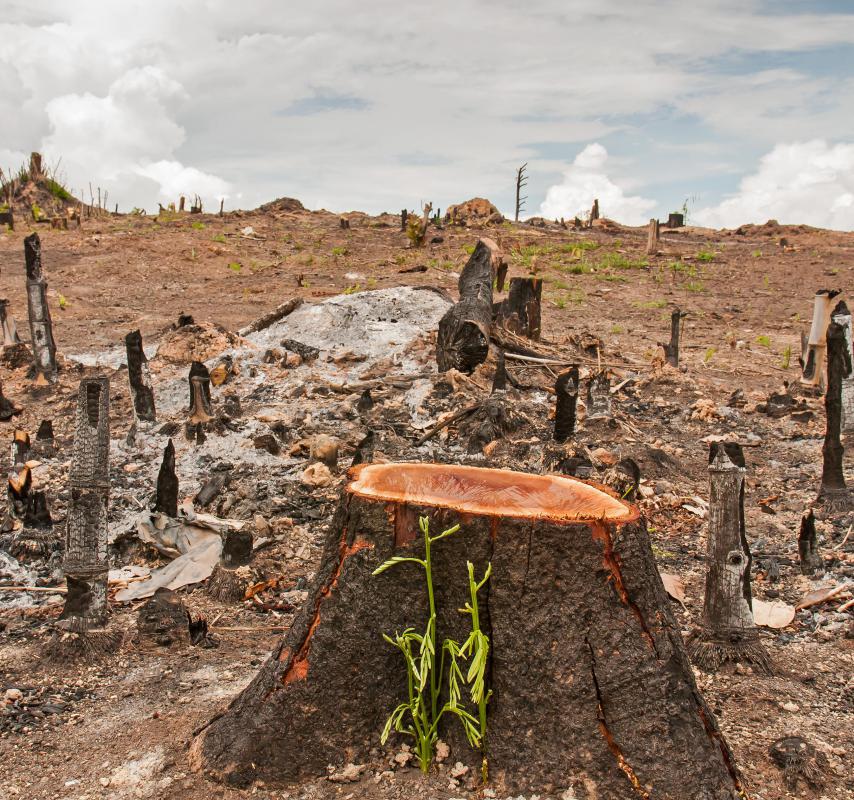 Ending deforestation is part of the Green Party's platform.
