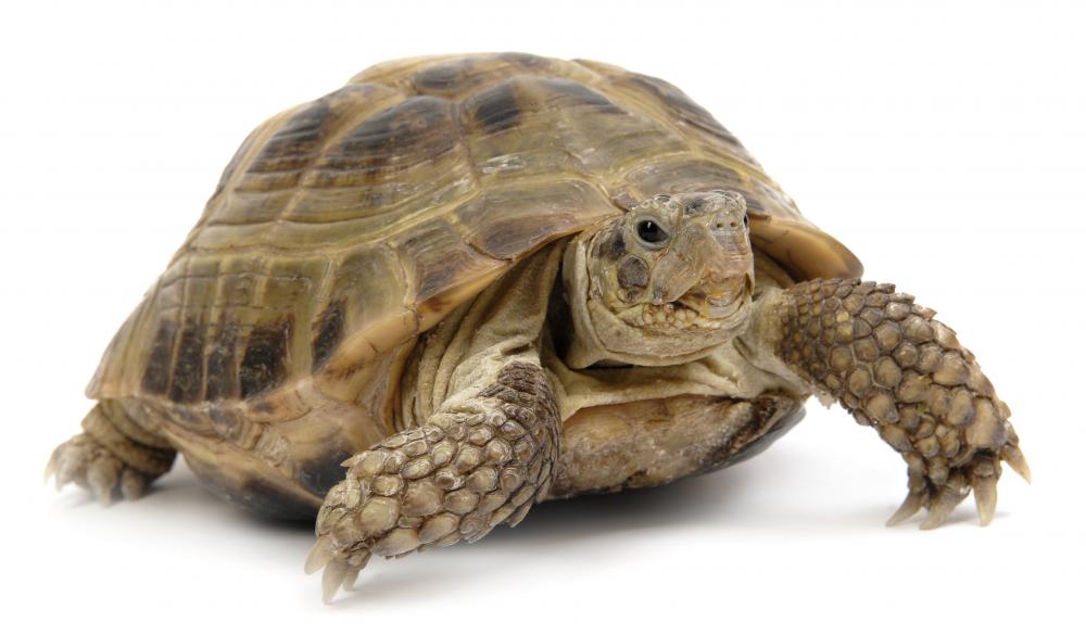 Turtles can spread salmonella.