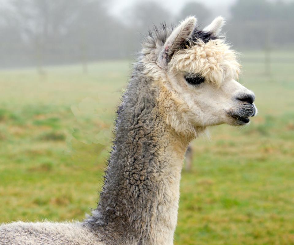 Fleece from the alpaca may be used in wet felting.