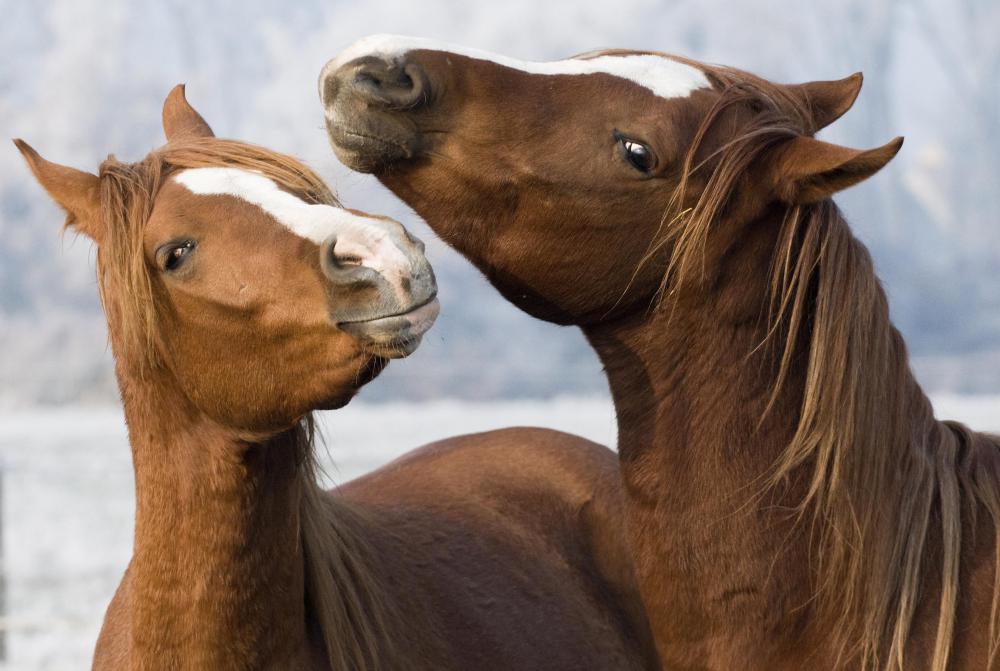 Horses used for breeding are treated quite well out of the hope that they bear healthy and strong young.