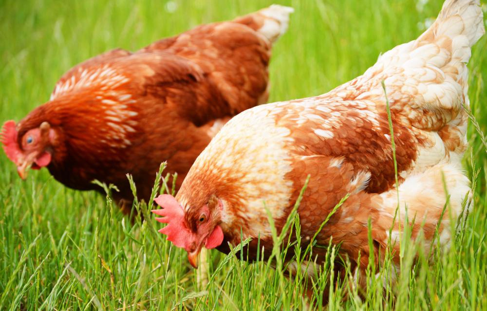 Much like real roosters, those born under the Chinese zodiac sign are rarely seen with a hair out of place.