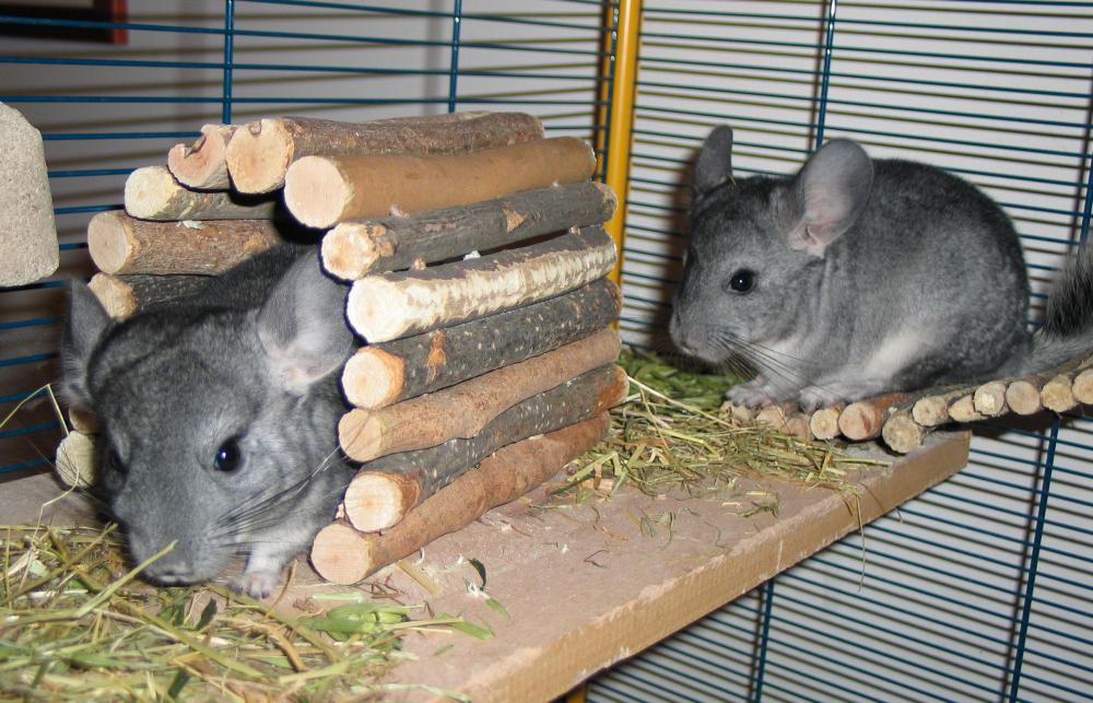 Chinchillas are endangered because people have hunted them to create fur coats.