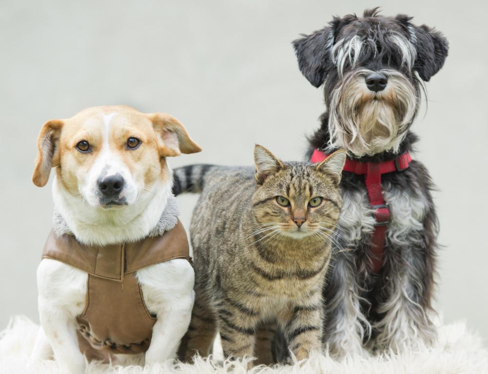 When traveling, never let your pets sit in a parked car on a hot day.