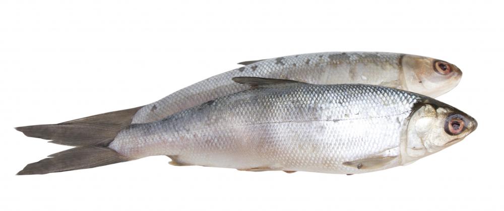Marine collagen is made from fish scales.
