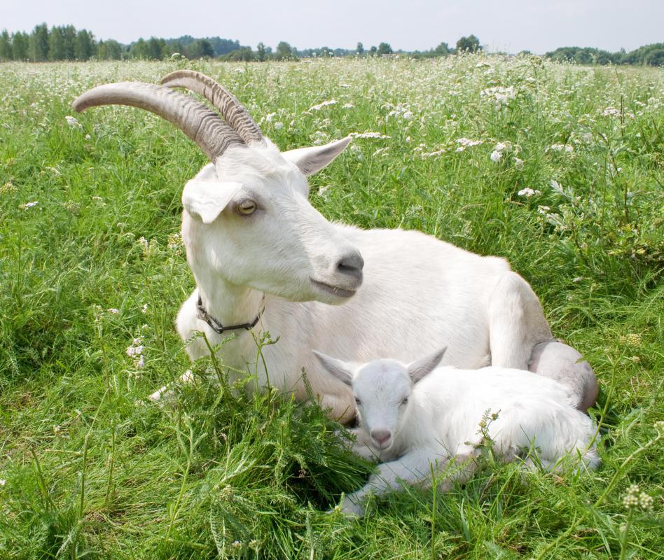 Goat suede is made from goat skin.