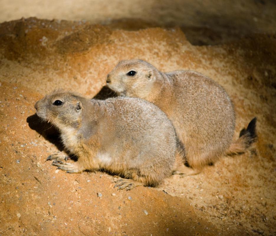 The Olympic marmot is part of a family of 14 other marmot species, including groundhogs.