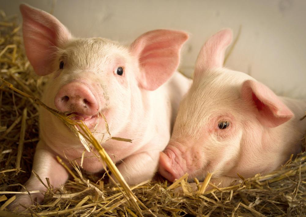 "Pig in a poke" may refer to a pig in a bag or sack.