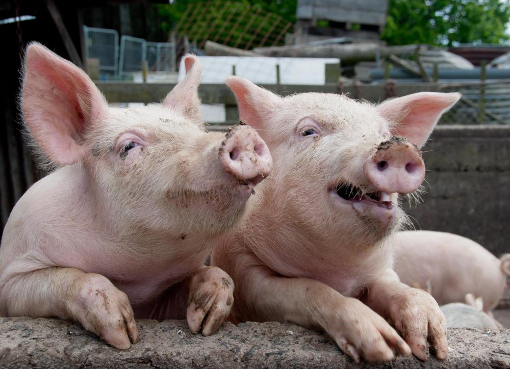 While factory farming can keep food prices low, the practice is criticized as inhumane for animals.