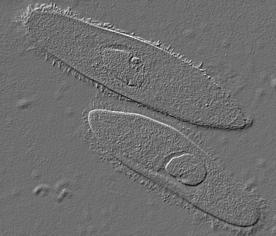 Two unicellular organisms.