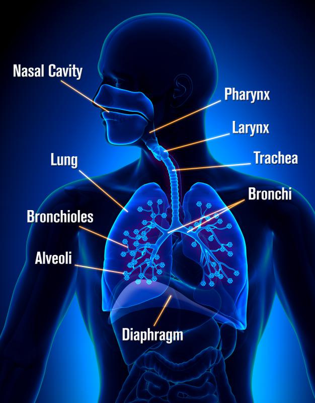 Anaerobic bacterium sometimes infects a person's respiratory tract.