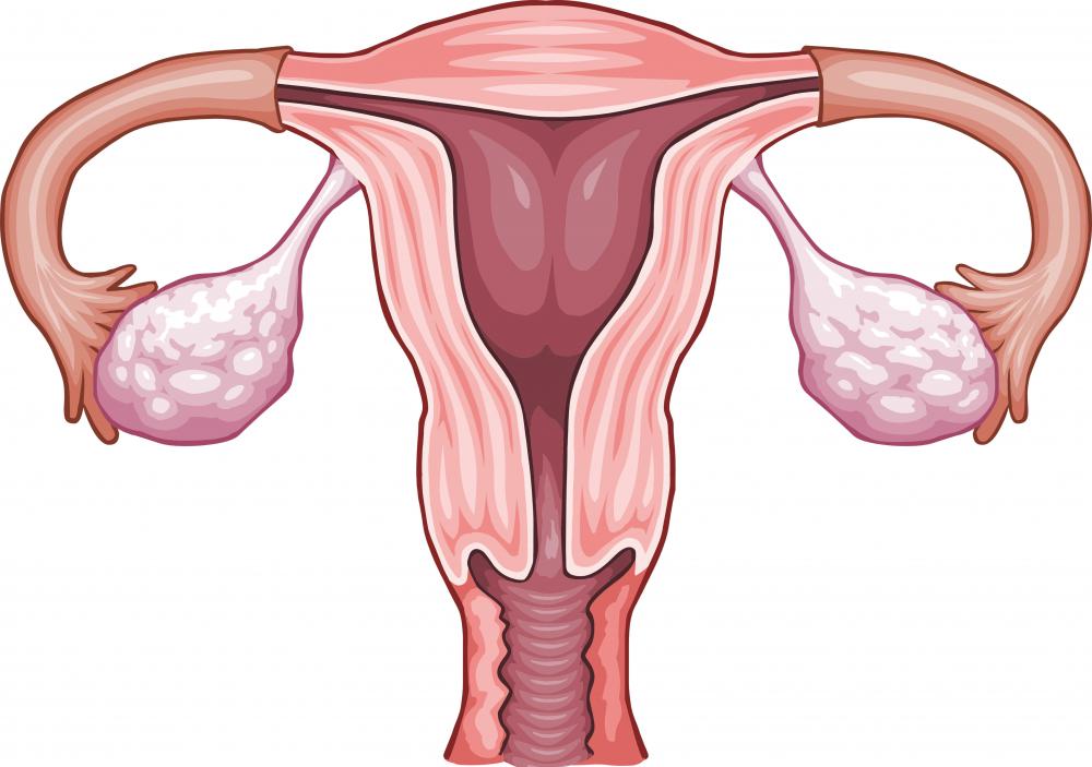 The female reproductive system, including the ovaries.