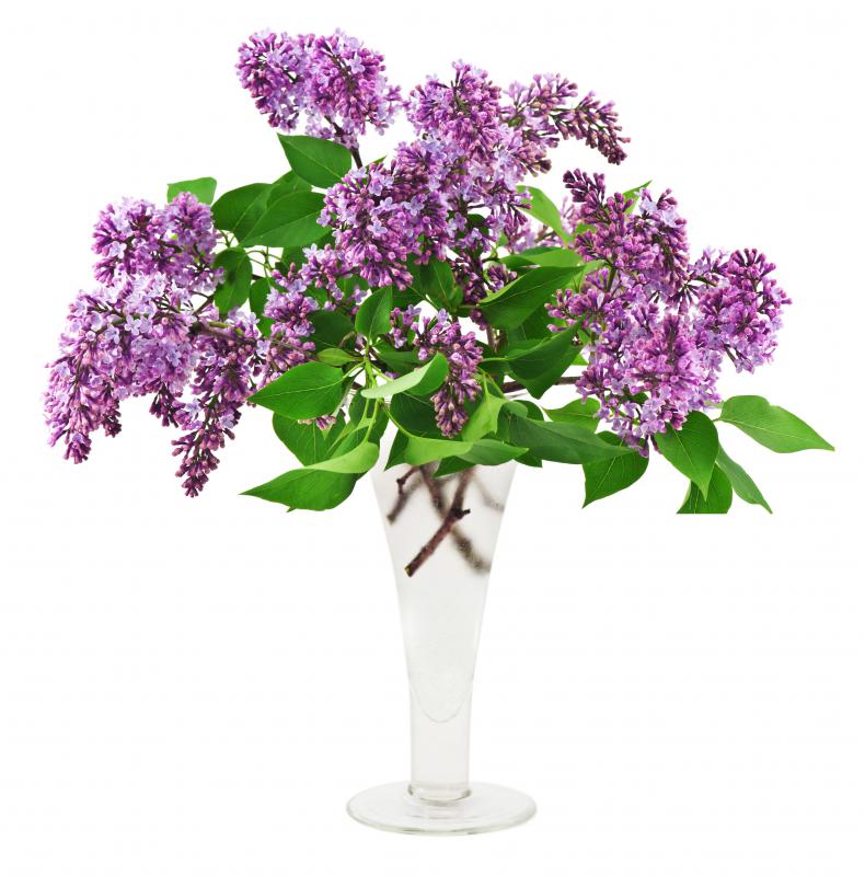 A vase of lilacs, a type of flowering shrub.