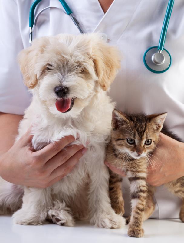 Tinsel can cause health problems for dogs or cats if swallowed.