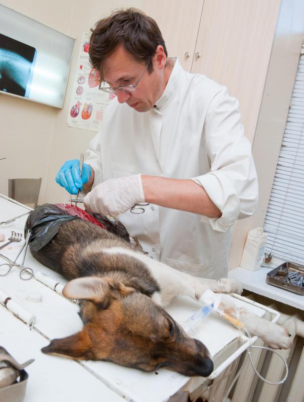 Veterinarians may use dissociative anesthetics when treating injured animals that will not tolerate a procedure when alert.