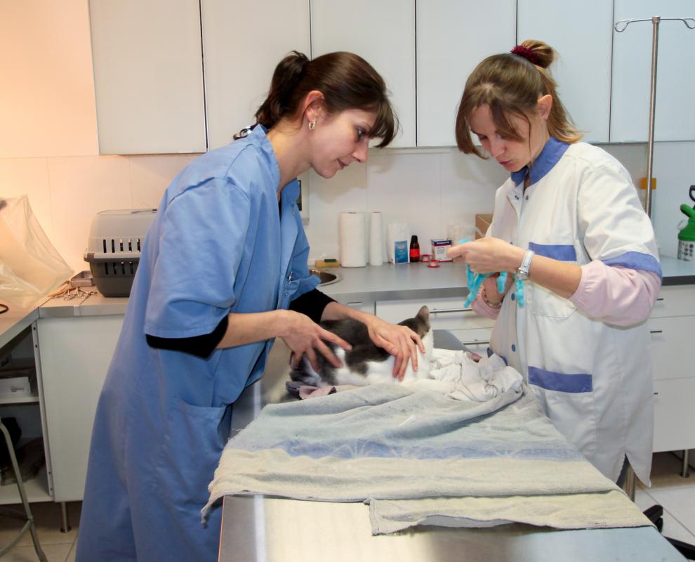 A veterinary technician might be under direct supervision.