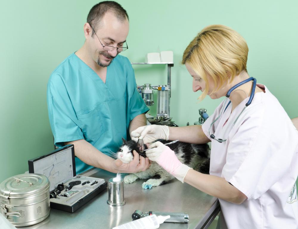 A veterinarian may utilize tissue forceps to manipulate tissue in a variety of ways.