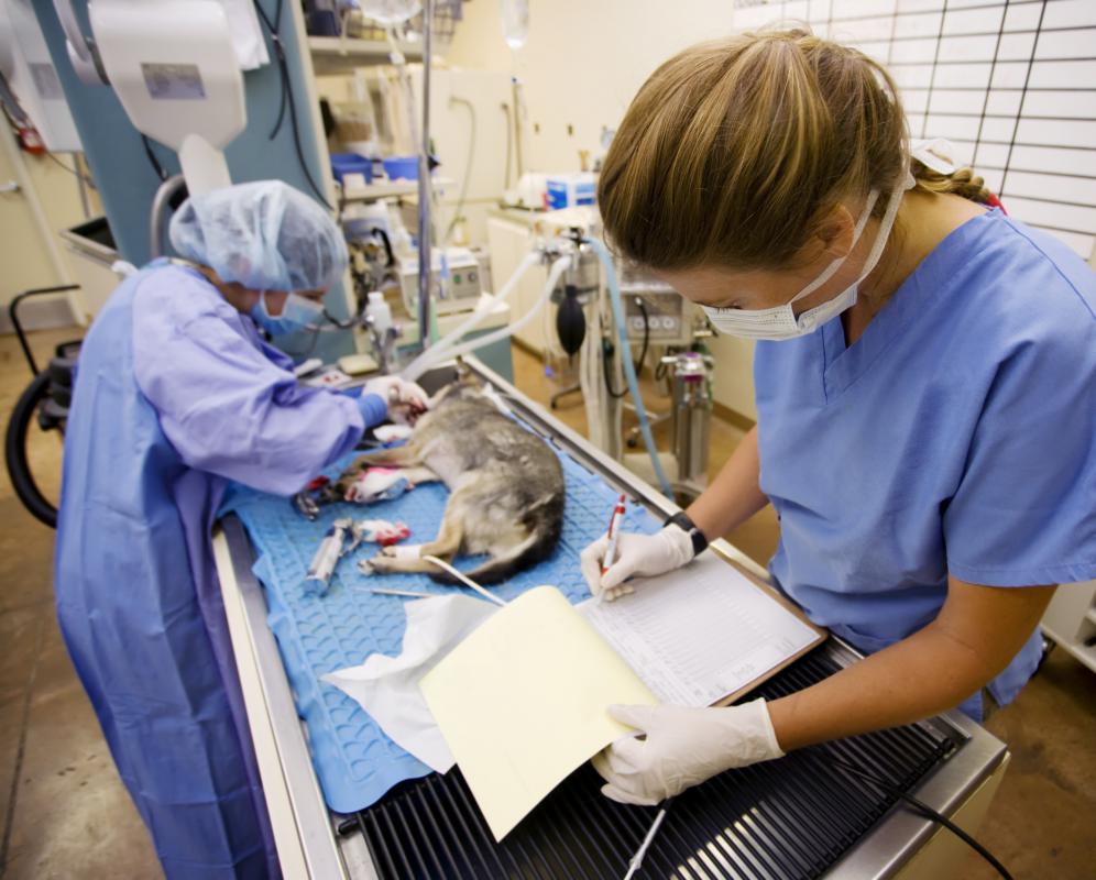 Some animal cancers are contagious.
