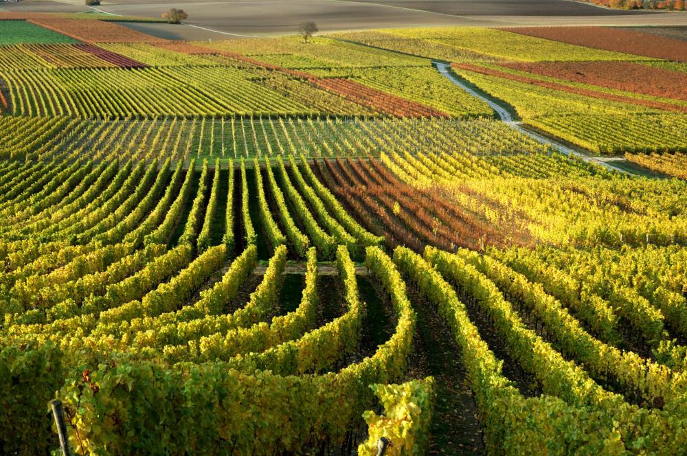 Many wine tours take place in California's Napa valley.