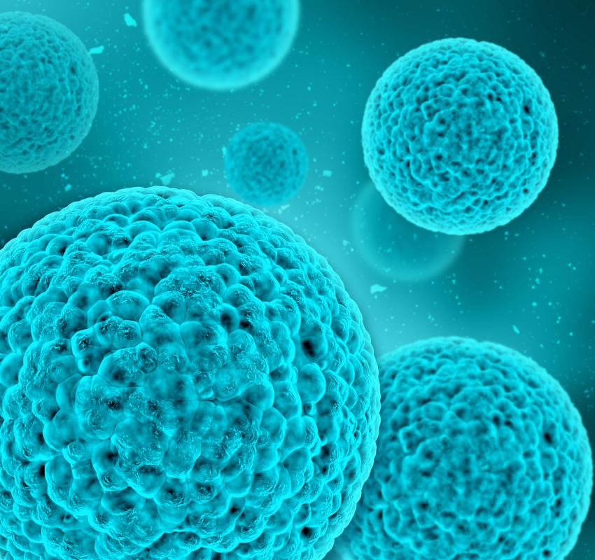 Macrophages help clean up bacteria and viruses in the body.