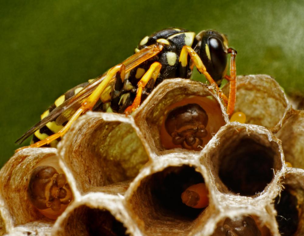Wasps live in nests built from a papery substance comprised of wood fibers.