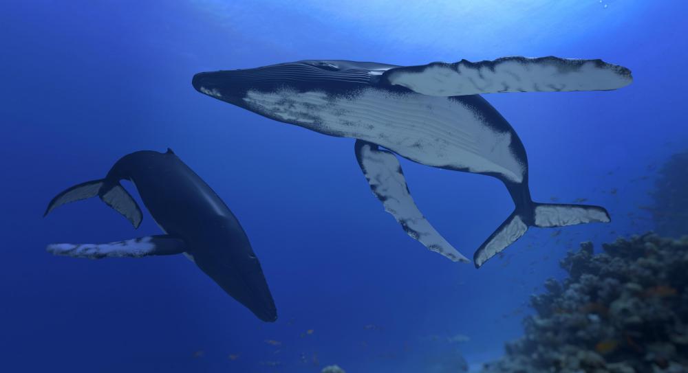 Whales are considered to be K-selected species.
