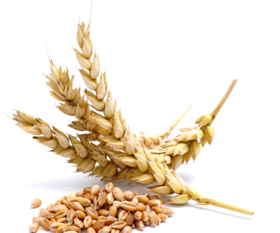 Most communion wafers are made of wheat.